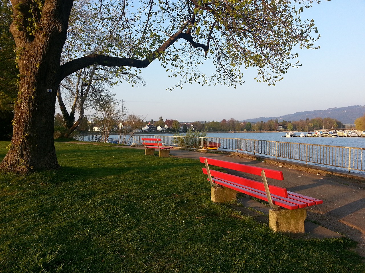 鹈鹕释放了 鹈鹕释放了